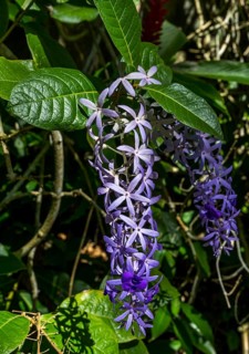 Petrea Volubilis flowers