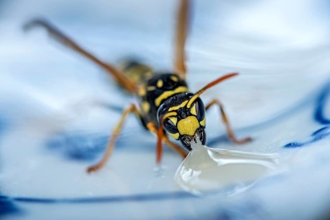 German wasp (Vespula germanica) eats at a drop of honey on a plate
