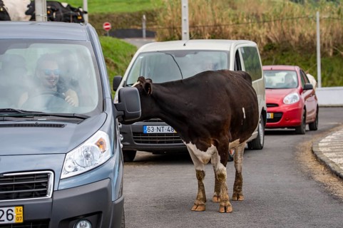 Cow curiously looks through the window into a car