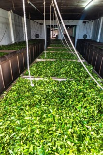 Conveyor belt in the tea museum Cha Gorreana