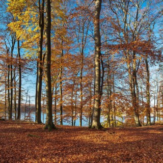 Untouched beech forest in autumn