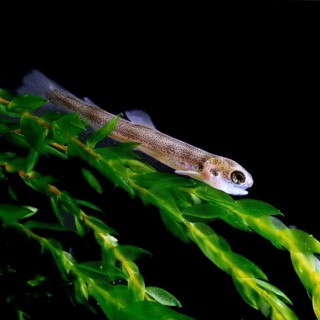 Brown trout (Salmo trutta fario)