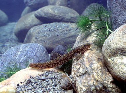 Stone loach