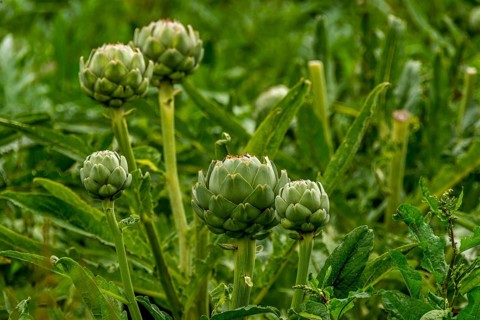 Field of artichokes (Cynara scolymus)