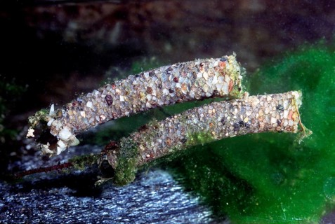 Caddisflies larva