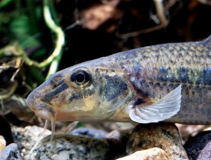 Gudgeon (Gobio gobio)