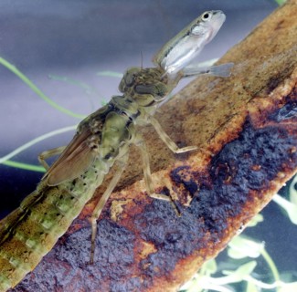 Dragonfly larva (Aeshnidae)