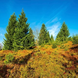 High moor on the ridge of the Erzgebirge with spruces and blueberry bushes in autumn