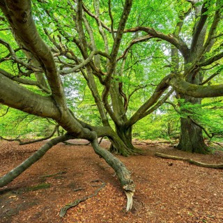 Giant intergrown beech (Fagus sylvatica) and oak (Quercus robur) in a former hut forest in spring