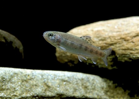 Atlantic salmon