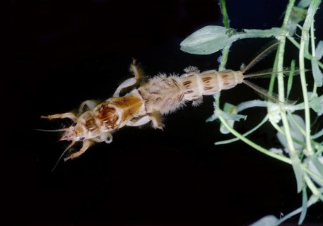 Ephemera vulgata