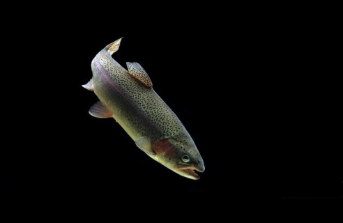 Rainbow trout (Salmo gairdneri)