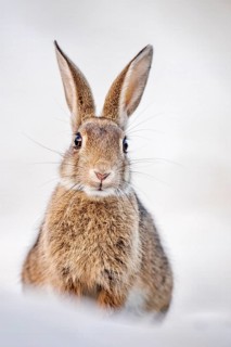 European or common rabbits (Oryctolagus cuniculus) on Baltic Sea dunes