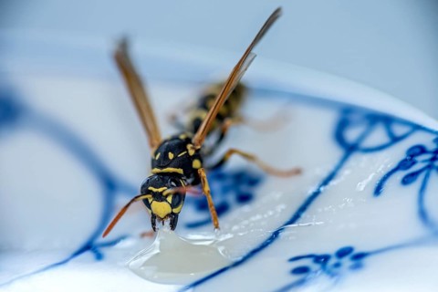 German wasp (Vespula germanica) eats at a drop of honey on a plate