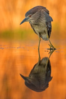 Black-crowned night heron (Nycticorax nycticorax) Young bird at sunset