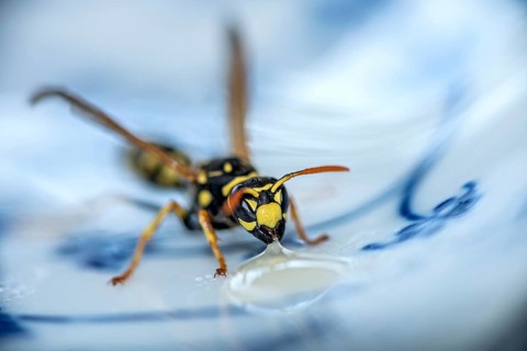 German wasp (Vespula germanica) eats at a drop of honey on a plate