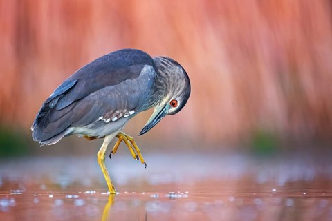 Black-crowned night heron (Nycticorax nycticorax) Young bird at sunset