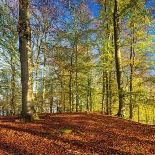 Sunny unspoilt beech forest in autumn
