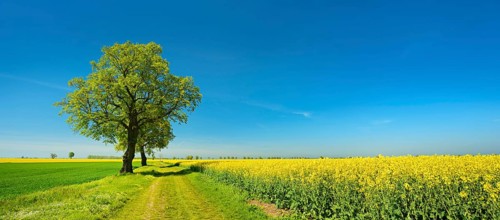 Cultural landscape in spring
