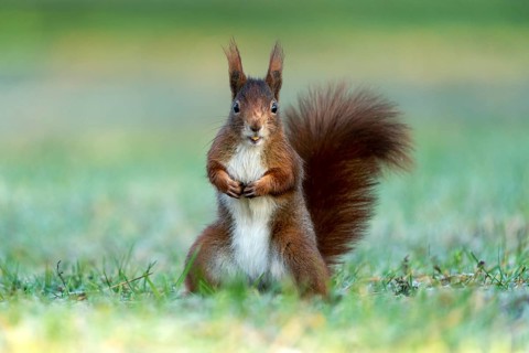 Eurasian red squirrel (Sciurus vulgaris) stands upright