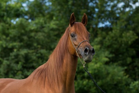 Portrait of a thoroughbred Arabian chestnut mare