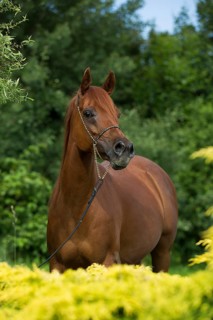 Portrait of a thoroughbred Arabian chestnut mare