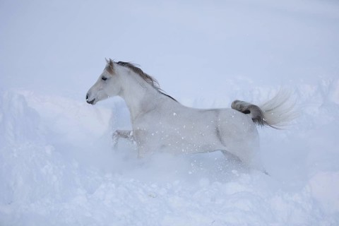 Thoroughbred Arabian grey mare trots through the deep snow