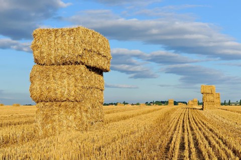 Stubble field with bales of straw in summer