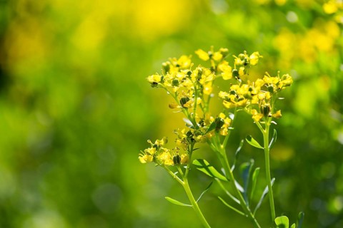 Common rue (Ruta graveolens) in flower