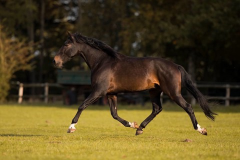 Brown P.R.E. gelding in movement in autumn