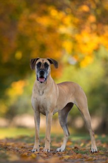 Great Dane in autumn