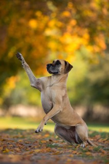 Great Dane in autumn gives paw
