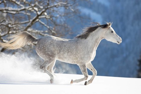 Thoroughbred Arabian mare grey in snow