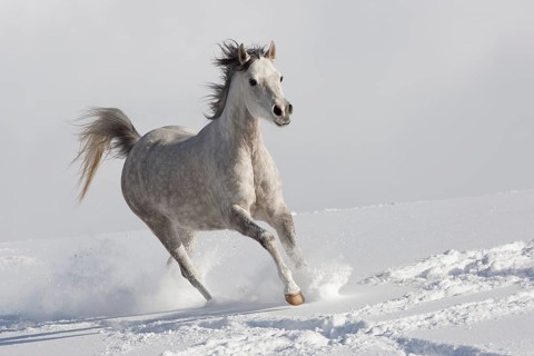 Thoroughbred Arabian mare grey in snow