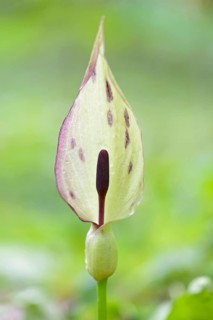 Wild arum (Arum maculatum) in spring