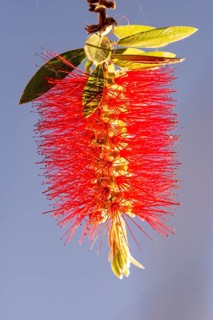 Bottlebrush (Callistemon) glows in the sunshine
