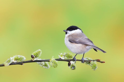 Marsh tit (Parus palustris)