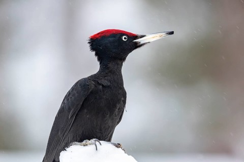 Black woodpecker (Dryocopus martius)