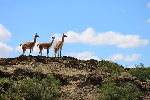Three Guanacos (Llama guanicoe) keep watch