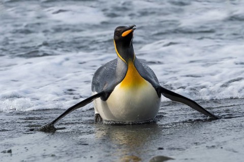 King Penguin (Aptenodytes patagonicus) coming out of the water