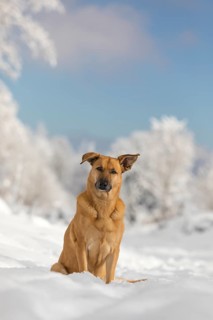 Mixed breed dog