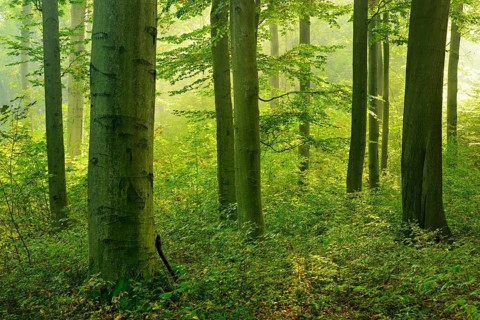 Old beech forest with beginning rejuvenation
