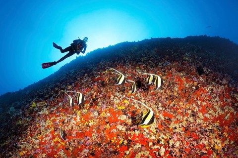 Diver observes Moorish idols (Zanclus cornutus) looking for food between corals and sponges on a steep face
