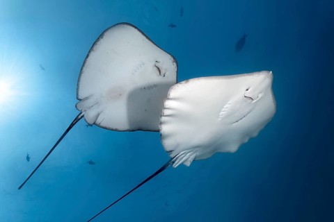 Left Blackspotted stingray (Taeniura meyeni)