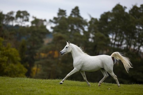 Thoroughbred Arabian grey stallion trotting on the autumn meadow