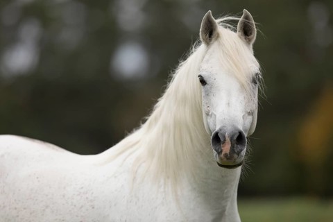 Thoroughbred Arabian grey stallion on the autumn pasture