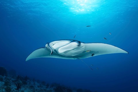 Reef manta ray (Manta alfredi) from front