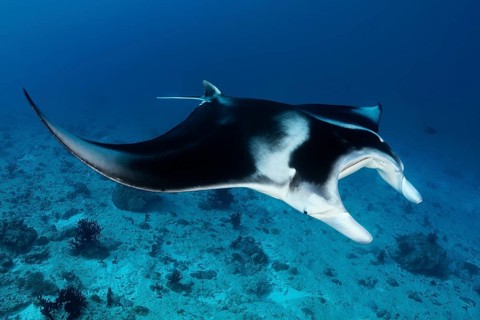 Reef manta ray (Manta alfredi) swims over coral reef