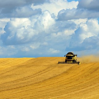 Combine harvester in cornfield harvests barley