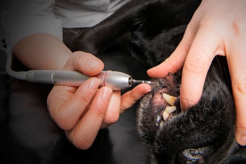 Dental rehabilitation of a dog